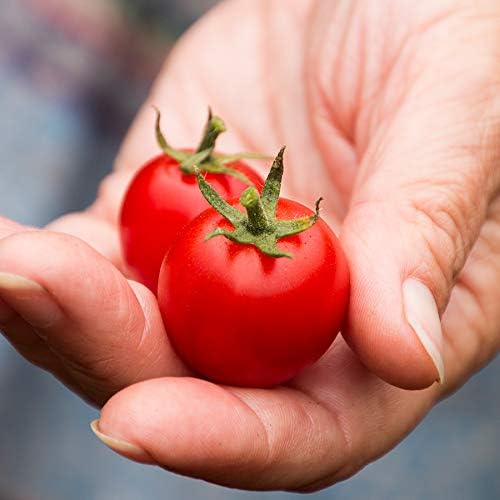 41EmaHgSsbL. AC .jpg