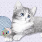 kitty funicon1