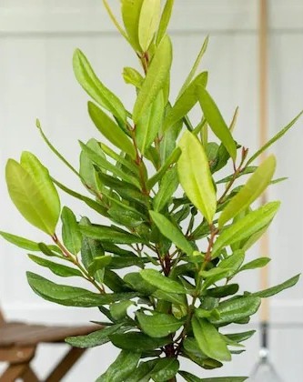 cloud farm all spice plant sarva (1).jpg