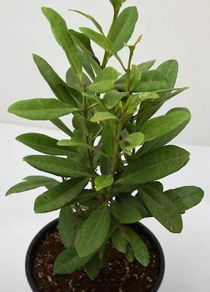 cloud farm all spice plant sarva.jpg