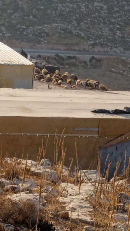 بعد أن تهجروا قسرا من عين سامية، يطلق المستوطنون مواشيهم بين مساكن الأهالي في تجمع أبو ناجح البدوي قرب قرية المغير شمال شرق رام الله....