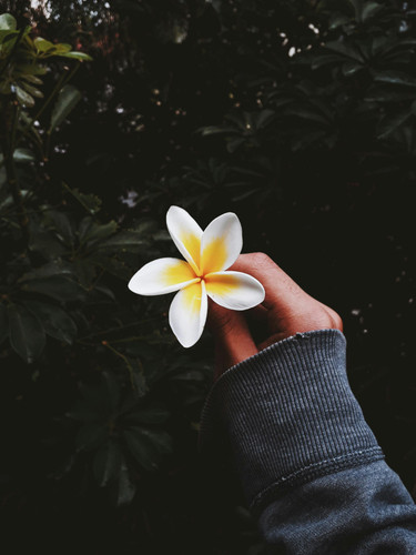 pexels phael 2342780.jpg