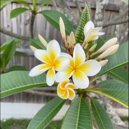 #frangipani #tropicalvibes #tropical .jpg