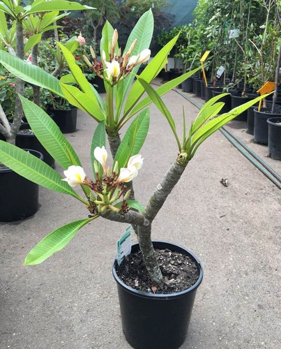 Plumeria Plants.jpg