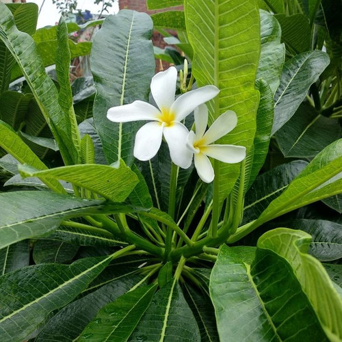 cluster of kemboja flowers( champa plant ).jpg