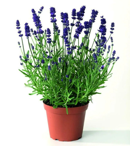 paryavaraan lavender herb medici.jpg