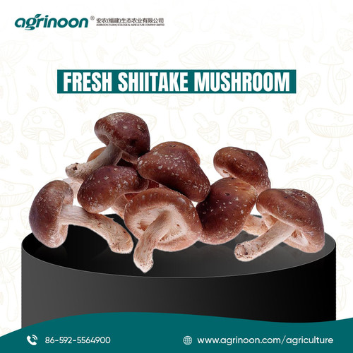 Fresh Shiitake Mushrooms – Premium Quality for Bulk Buyers.jpg