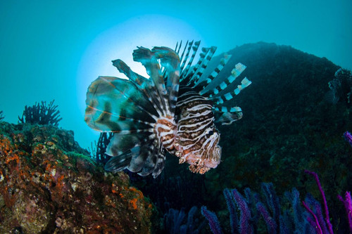 See Beneath the Surface – Glass-Bottom Boat Tours in Oman.jpg