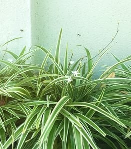 reverse variegated spider plant.jpg