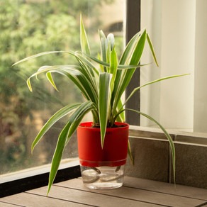no perennial no live spider plan.jpg