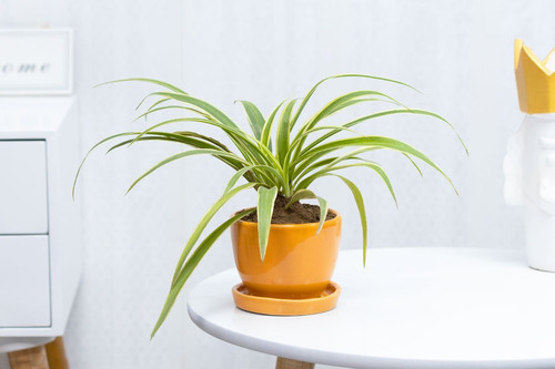 Spider variegated plant.jpg