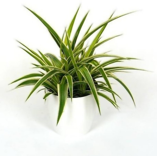 air purifying plant spider 1 vam.jpg