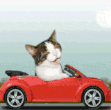 kedi.gif
