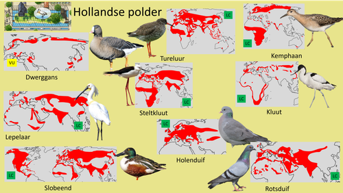 Hollandse polder.png