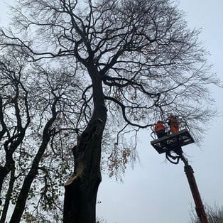 Tree pruning.jpg