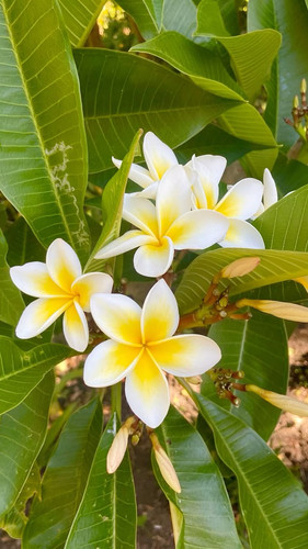 white frangipani, plumeria.jpg