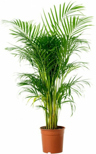 no annual no areca palm 1 plasti.jpg