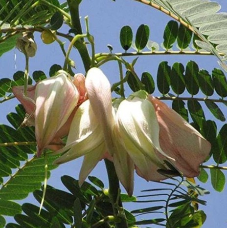 50 agasthi bokful agathi keerai (1).jpg