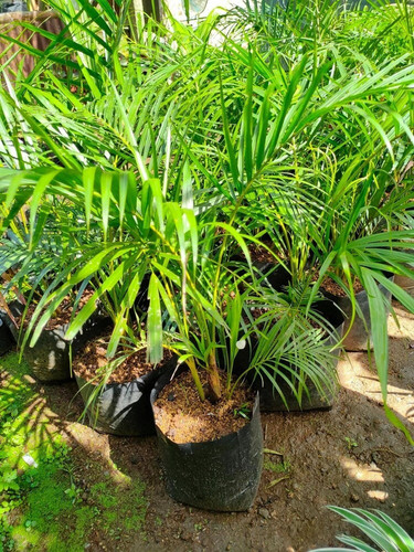 online plant bazar green areca p.jpg