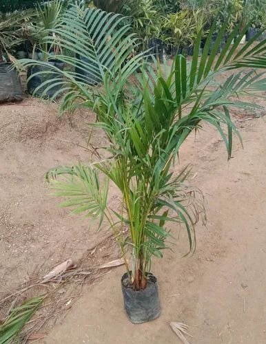 areca palm plant 500x500.jpg