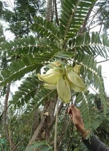 sesbania grandiflora plant.jpg