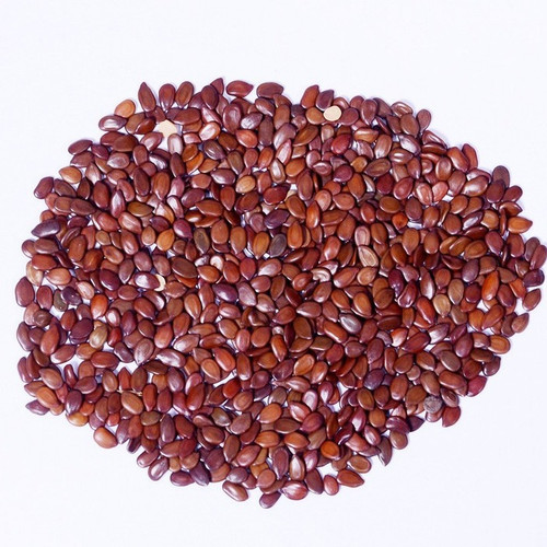500 subabul seed sri sai forestr.jpg