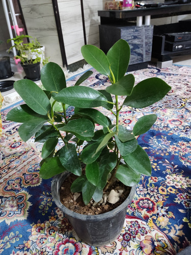 IMG ۲۰۲۵۰۹۰۸ ۰۰۵۵۲۱.jpg