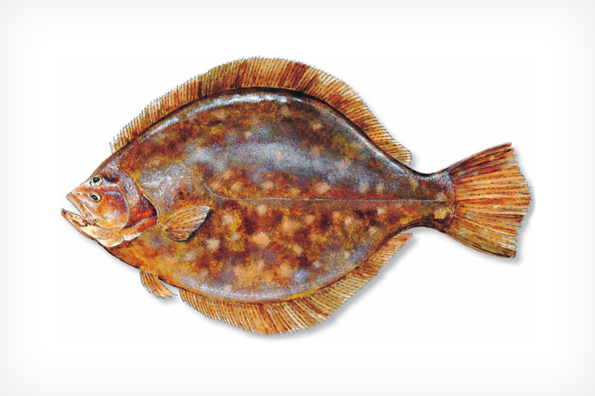 Flounder