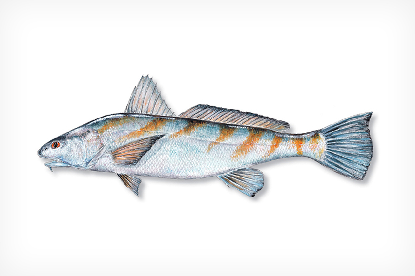 Whiting