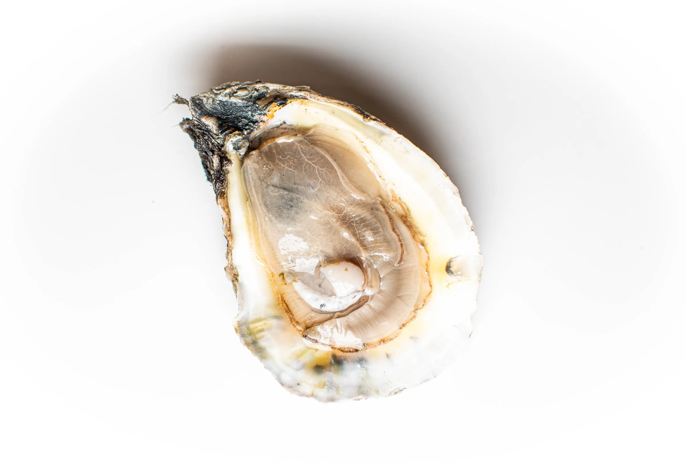 Fresh oysters on a tray with ice