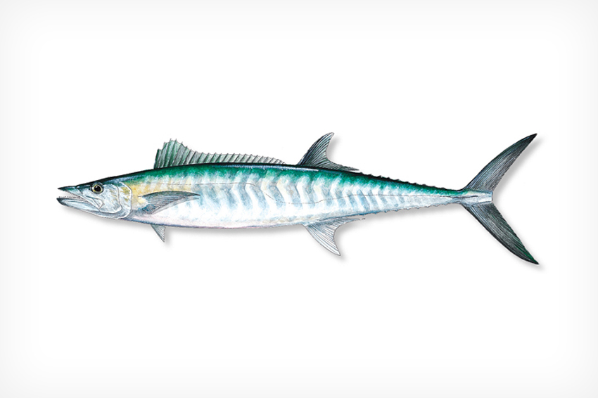 King Mackerel