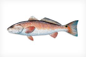 Red Drum