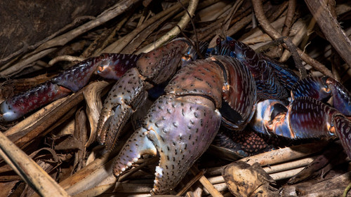 106931595 3785764978117561 6788265660480534694 n.jpg