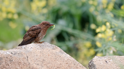 173188868 4639013309459386 7077479407825706242 n.jpg