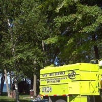 Tree Removal Midland | Westreeservice.com.jpg