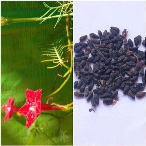 30 a0004 naturepetals original i.jpg