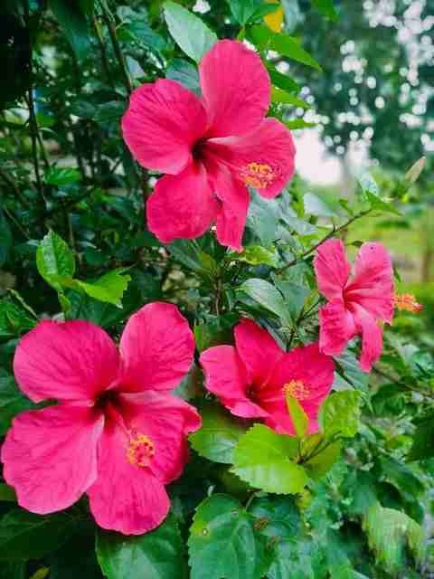 no perennial yes hibiscus live p.jpg
