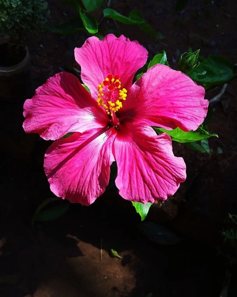 no perennial yes hibiscus pink l.jpg