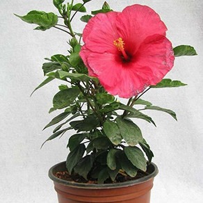 hibiscus pink 1 greencuration or.jpg