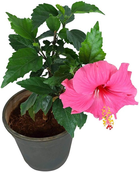no perennial yes pink hibiscus j.jpg