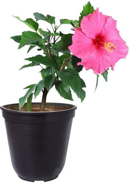perennial no yes hibiscus plant.jpg