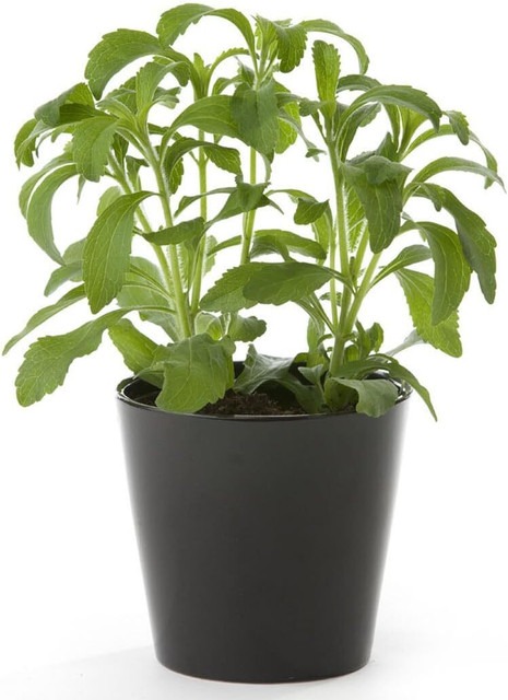 200 stevia herb seeds new live f.jpg