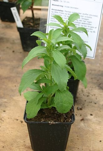 330px Stevia rebaudiana total.jpg