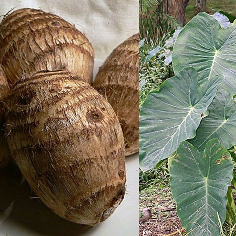 4 taroroot 2812 brs 4pp 15 sree.jpg