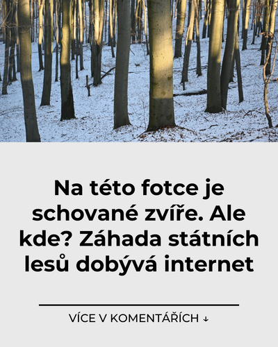 038 na teto fotce je schovane zvire ale kde zahada statnich lesu dobyva internet.png