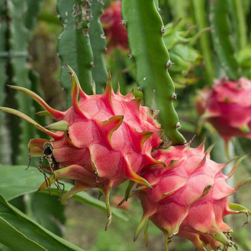 online plant bazar pink dragon f.jpg