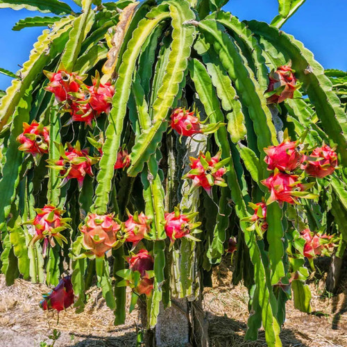 online plant bazar dragon fruit.jpg