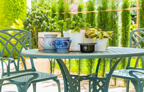 House Plants in Los Angeles | Urban Jungle.png