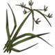 nutgrass.png