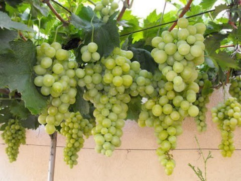 perennial no yes hybrid grape pl.jpg